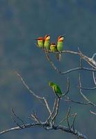 Asian green bee-eater, little green bee-eater, sitting on a branch photo