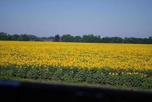 Ukrainian sunflower field view from the train photo