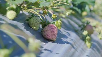 Nahaufnahme von Touristen, die Erdbeeren im Garten von Hand pflücken video