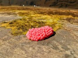 Snail eggs stuck to the edge of the pool wall. photo