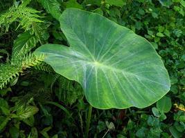 hojas de taro para el fondo de la naturaleza. foto