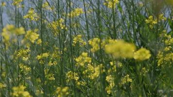 gelbe Blumen wiegen sich im Wind auf den Hügeln. kantonesisches gemüse gelbe blumen im garten. video