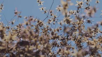 utsikt över vinterns vilda blommor eller höstängar som vajar i vinden under det starka morgonsolen. abstrakt natur bakgrund video