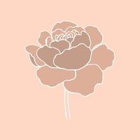 botanical floristic contour flower peonies open buds . Vector isolated minimalistic flower