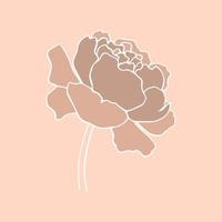 botanical floristic contour flower peonies open buds . Vector isolated minimalistic flower