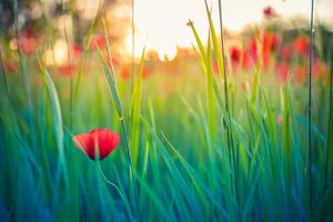 Beautiful field of red poppies in the sunset light. Close up of red poppy flowers in meadow field. Beautiful nature landscape. Romantic red flowers. photo