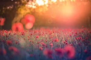 Stunning poppy field landscape under summer sunlight and bright sky. Idyllic nature scenic, colorful blooming floral natural background photo