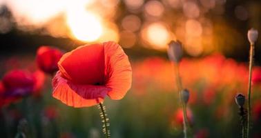 Beautiful field of red poppies in the sunset light. Close up of red poppy flowers in meadow field. Beautiful nature landscape. Romantic red flowers. photo