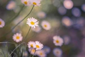 Abstract soft focus sunset field landscape of white flowers daisy grass meadow warm cold toned sunset sunrise time. Tranquil spring summer nature closeup and blurred forest background. Abstract nature photo