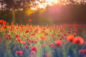 Impresionante paisaje de campo de amapolas bajo la luz del sol de verano y un cielo brillante. naturaleza idílica escénica, fondo natural floral floreciente colorido foto