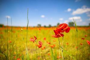 hermoso campo de amapolas rojas a la luz del atardecer. primer plano de flores de amapola roja en el campo del prado. hermoso paisaje natural. flores rojas románticas. foto