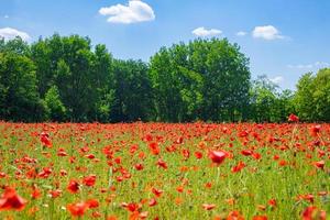 Stunning poppy field landscape under summer sunlight and bright sky. Idyllic nature scenic, colorful blooming floral natural background photo