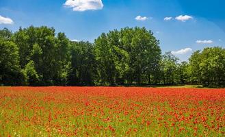 Stunning poppy field landscape under summer sunlight and bright sky. Idyllic nature scenic, colorful blooming floral natural background photo