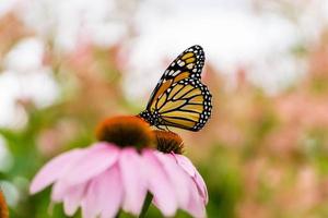 relajante mariposa monarca foto