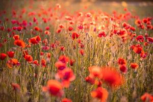 Beautiful field of red poppies in the sunset light. Close up of red poppy flowers in meadow field. Beautiful nature landscape. Romantic red flowers. photo