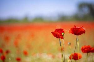 Beautiful field of red poppies in the sunset light. Close up of red poppy flowers in meadow field. Beautiful nature landscape. Romantic red flowers. photo