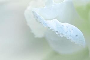 Dew drops on white flower petals close-up. photo