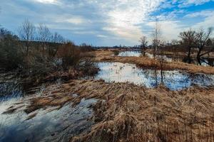 Northern swamps in early spring. photo