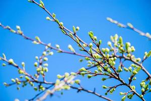 First buds on trees in the early spring on a blue sky background. photo