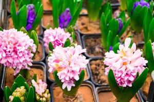 Seedlings of hyacinths in pots. photo