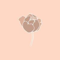 botanical floristic contour flower peonies open buds . Vector isolated minimalistic flower