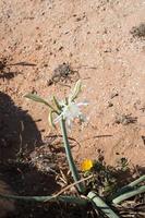 Sand lilly plant blooming near Cape of Saint Vincent, Algarve, Portugal photo