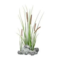 Hand drawn reed or pampas grass surrounded by gray stones. Cane silhouette on white background.  Border or frame of green plants. photo