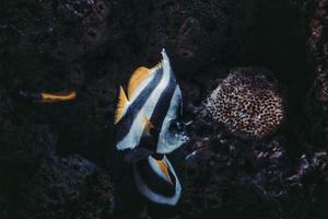 white and black fish in water photo