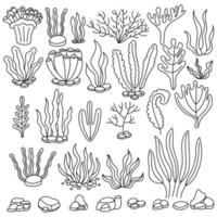 Seaweed set. Water grass. Freehand coloring book. Vector illustration isolated on white background