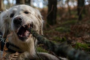 golden retriever masticando una rama con la boca abierta foto