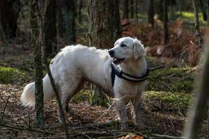 Golden Retriever In Forest With Mouth Open