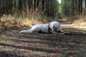 Golden Retriever Laying On Forest Pathway Chewing On Stick photo