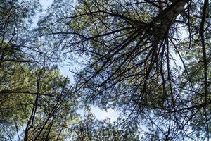 mirando hacia la copa del árbol del bosque foto