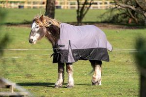 caballo con abrigo en un campo foto