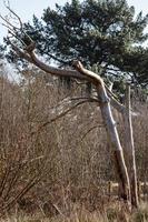 árbol del bosque desnudo foto