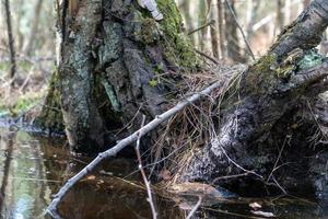 raíces de árboles caídos en la tormenta foto