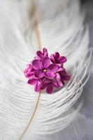 flores violetas lilas sobre una pluma de avestruz blanca. una suerte lila - flor con cinco pétalos entre las flores de cuatro puntas de lila rosa brillante foto