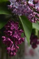 un ramo de lilas. de cerca. hermosas flores violetas. tarjeta de felicitación. Flores de primavera. foto