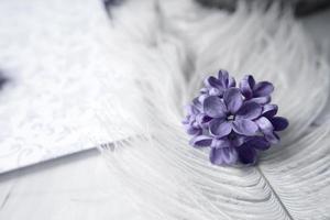 Lilac violet flowers on a white ostrich feather. A lilac luck - flower with five petals among the four-pointed flowers of bright pink lilac Syringa The magic of lilac flowers with five petals. Mock up