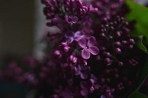 un ramo de lilas. de cerca. hermosas flores violetas. tarjeta de felicitación. Flores de primavera. foto