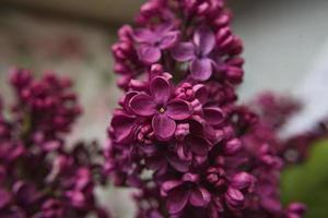 un ramo de lilas. de cerca. hermosas flores violetas. tarjeta de felicitación. Flores de primavera. foto