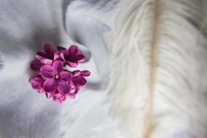 Lilac violet flowers on a white ostrich feather. A lilac luck - flower with five petals among the four-pointed flowers of bright pink lilac Syringa The magic of lilac flowers with five petals. Mock up photo