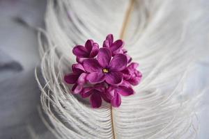 una suerte lila - flor. la magia de las flores lilas de cinco pétalos. Bosquejo foto