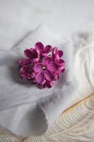 Lilac violet flowers on a white ostrich feather. The magic of lilac flowers with five petals. photo