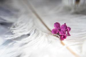 Lilac violet flowers on a white ostrich feather. A lilac luck - flower with five petals among the four-pointed flowers of bright pink lilac Syringa The magic of lilac flowers with five petals. photo