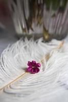 Lilac violet flowers on a white ostrich feather.  The magic of lilac flowers with five petals. Mock up photo