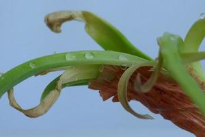 Brown Onion Sprouted photo