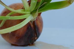 Brown Onion Sprouted photo