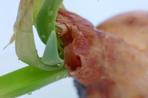 Brown Onion Sprouted photo