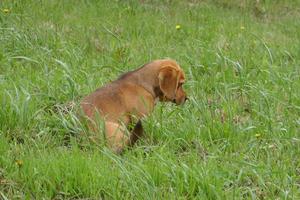 Small Brown Dog photo